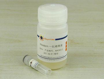 Phospho-AMPKα(Thr172)抗体(兔单抗)